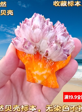 「真贝壳可看货」天然扇贝藤壶鱼缸水族造景海螺装饰品寄居蟹攀爬