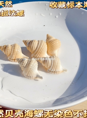 天然贝壳海螺香螺黑色标本螺寄居蟹替换壳鱼缸水族装饰家居摆件