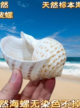 花点琴螺天然海螺贝壳鱼缸水族造景卷贝鱼繁殖壳多肉花盆底座摆件