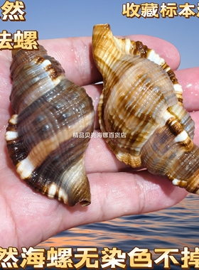 天然贝壳黑色海螺标本螺寄居蟹替换壳鱼缸水族装饰品摆件家居收藏