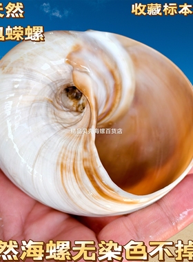 天然海螺贝壳面包螺蜗牛螺大号寄居蟹卷贝鱼替换壳鱼缸水族造景