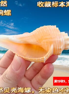 天然贝壳海螺黄色长香螺火炬长旋螺鱼缸造景装饰品家居收藏标本螺