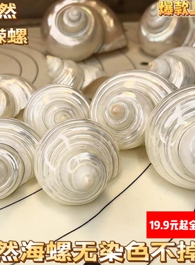 天然海螺贝壳去皮黄银口螺寄居蟹替换壳鱼缸造景装饰摆件卷贝鱼
