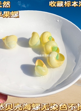 天然贝壳海螺黄色蜗牛壳寄居蟹替换壳家居鱼缸装饰DYI摆件礼品