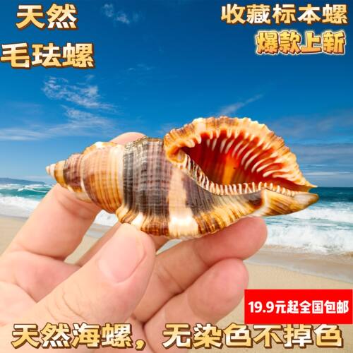 毛法螺 天然海螺贝壳毛嵌线螺稀有标本收藏鱼缸造景寄居蟹替换壳 - 图1