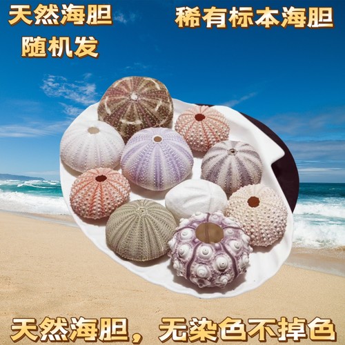 天然梦幻海胆粉红海胆壳橱窗设计装饰DIY墙贴装潢 地中海家居紫色 - 图3