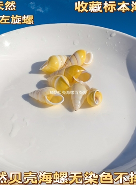 蜗牛壳天然海螺贝壳黄色左旋螺标本螺寄居蟹替换壳鱼缸水族造景