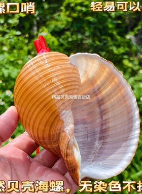 天然海螺号喇叭口哨超大海螺壳贝壳哨子儿童玩具小螺号创意礼物
