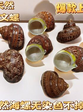 天然海螺 古文猫眼螺 寄居蟹替换备用壳手工diy去皮 三湖卷贝躲避