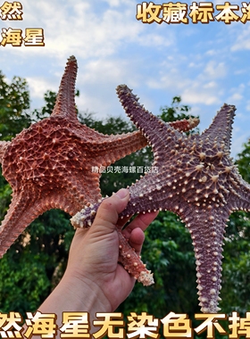 【真海星 不染色 可看货】超绚丽黄金大海星 贝壳海螺收藏标本