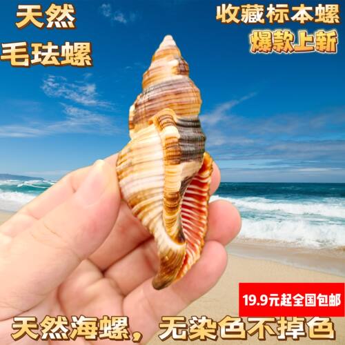 毛法螺 天然海螺贝壳毛嵌线螺稀有标本收藏鱼缸造景寄居蟹替换壳 - 图3