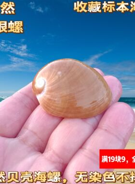 天然贝壳海螺蜗牛螺棕色螺猫眼螺地台装饰收藏鱼缸DIY寄居蟹壳子