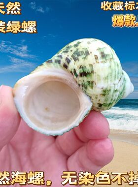 花绿螺蜗牛螺天然海螺贝壳鱼缸水族造景标本螺卷贝鱼寄居蟹替换壳