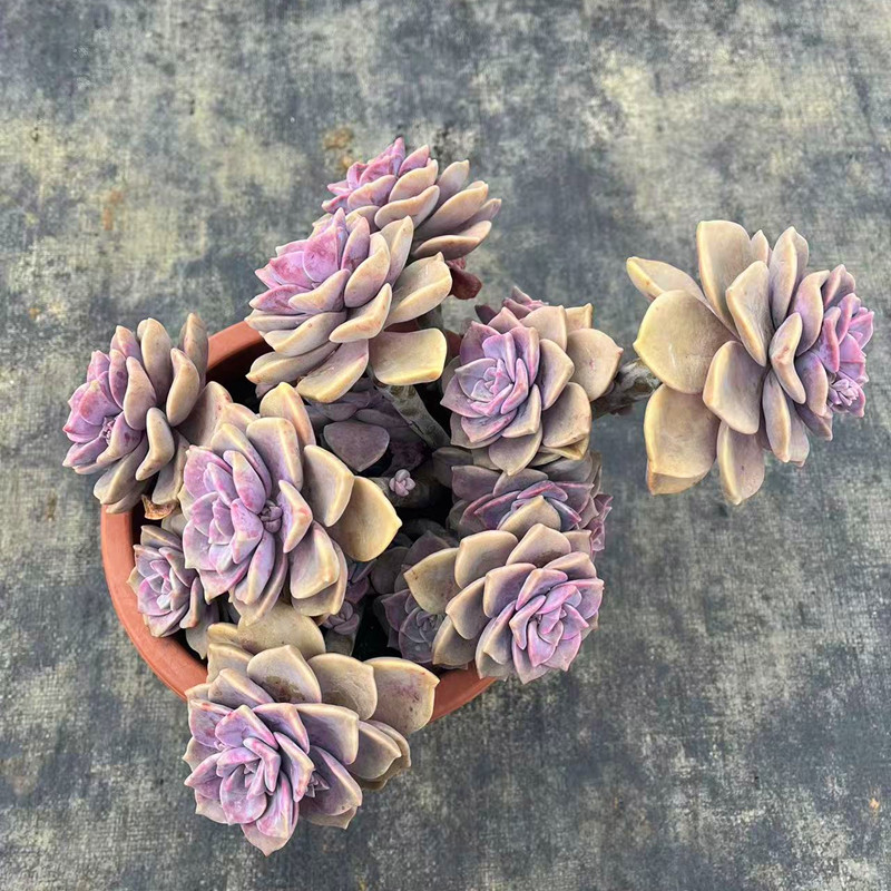 紫乐 黑腐包赔 群生大颗老桩多肉植物桌面阳台新手好养盆栽花卉,淘宝优惠券,粉丝福利购,淘宝优惠卷