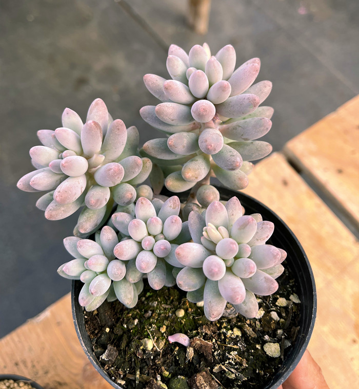 婴儿手指多肉 云南基地清棚包邮老桩群生超萌肥嘟嘟粉嫩多肉植物,淘宝优惠券,粉丝福利购,淘宝优惠卷