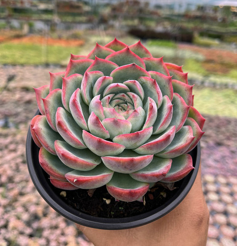 侧影 大单头莲花科属红边多肉植物 办公室阳台盆栽新手好养好度夏 - 图1