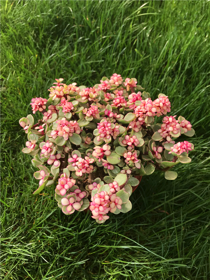 雅乐之舞/马齿苋 清棚高颜值多肉植物大株老桩群生室内盆栽耐寒 - 图0