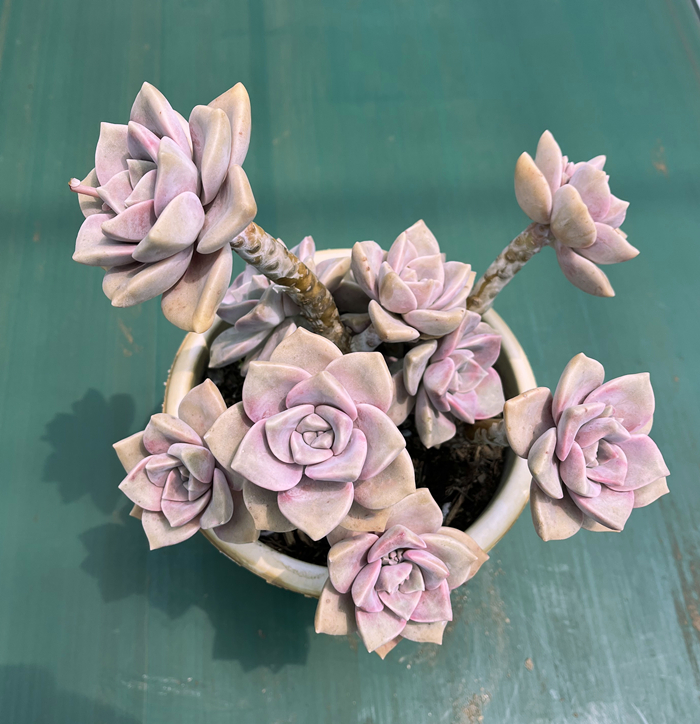 紫乐 黑腐包赔 群生大颗老桩多肉植物桌面阳台新手好养盆栽花卉,淘宝优惠券,粉丝福利购,淘宝优惠卷