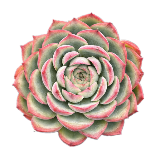 侧影 大单头莲花科属红边多肉植物 办公室阳台盆栽新手好养好度夏 - 图3