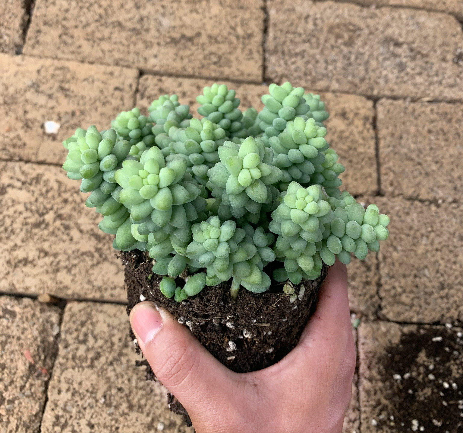 清棚多肉植物大群玉坠新玉缀玉串群生多肉植物室内阳台盆栽 万花筒精品多肉基地批发 清棚多肉植物大群玉坠新玉缀玉串群生多肉植物室内阳台盆栽 万花筒精品多肉基地批发
