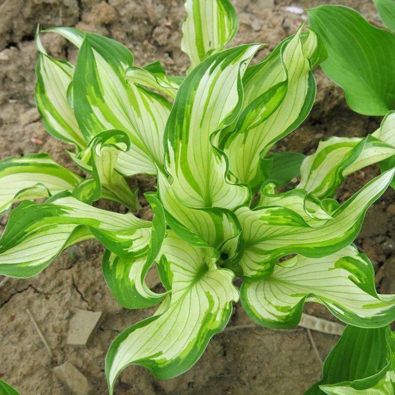 金边青叶花叶玉簪花苗耐寒花卉工程庭院绿化多年生宿根绿植观叶-图2