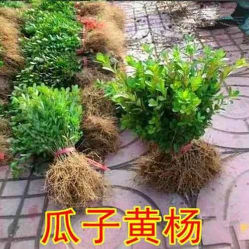 庭院绿化苗木黄杨树苗瓜子黄杨小叶黄杨冬青小苗四季常青苗木园林 - 图1
