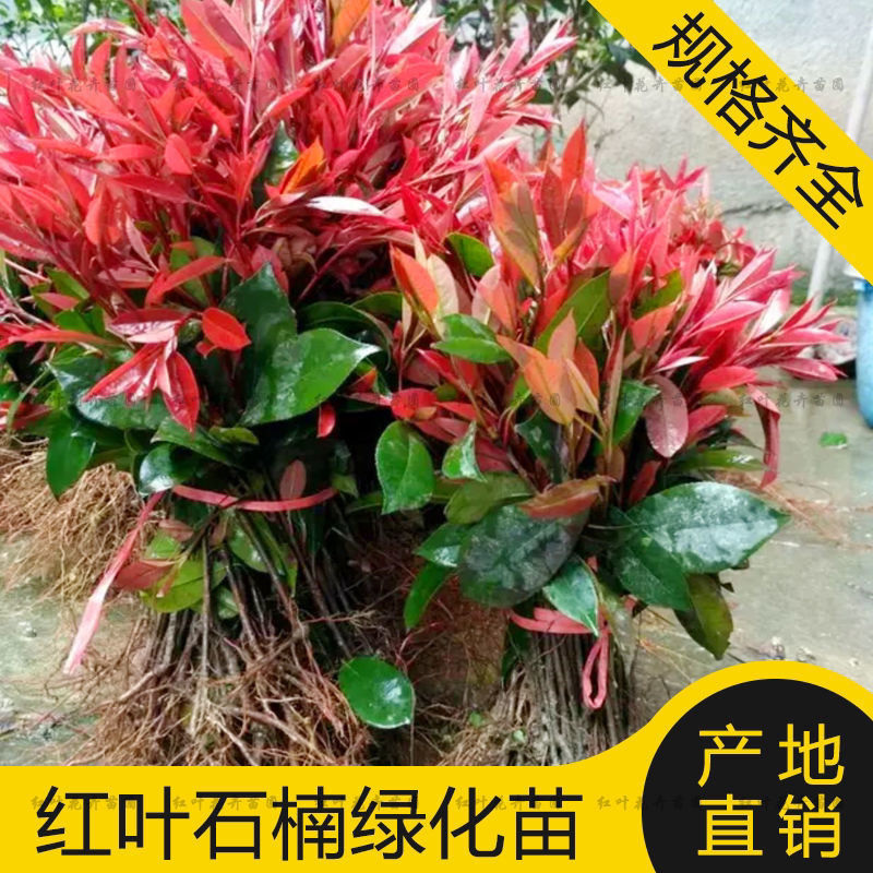 红叶石楠 法国冬青 黄杨 女贞四季常青绿化苗木彩色工程绿篱 - 图0
