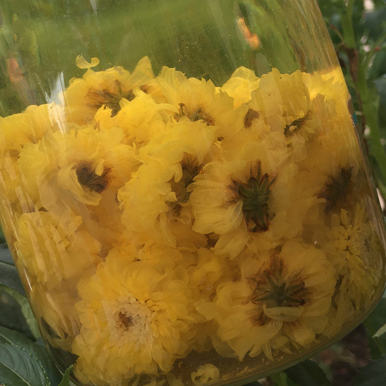 怀菊花黄菊花新鲜干河南焦作特产泡茶冰菊水另售金银花胖大海枸杞