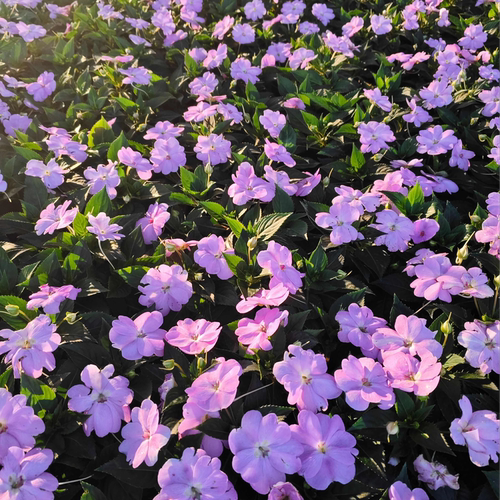 凤仙花盆栽桑倍斯庭院别墅阳台绿化工程苗成都基地花卉植物好养活 - 图0