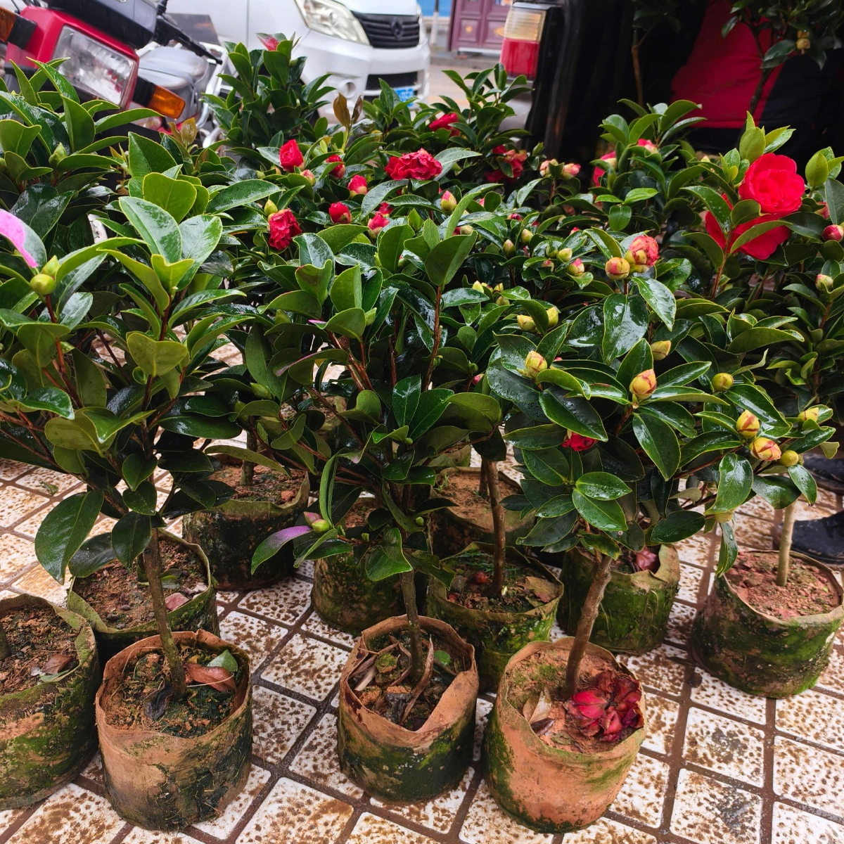 香妃山茶花盆栽五色赤丹花卉植物好养茶花树苗室内外植物浓香茶梅,淘宝优惠券,粉丝福利购,淘宝优惠卷