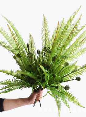 仿真绿植蕨类植物背景墙面橱窗婚庆装饰创意盆栽手感波斯草大蕨叶