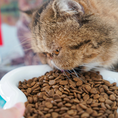 宅猫酱 Orijen原始猎食渴望六种鱼猫粮成幼猫猫咪主粮全猫粮1.8kg - 图2