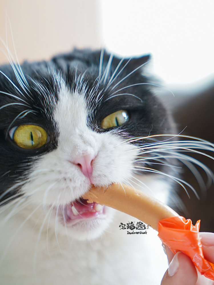 宅猫酱 Petio派地奥猫咪零食火腿肠海鲜肠蟹肉味鲔鱼味海鲜火腿肠 - 图2