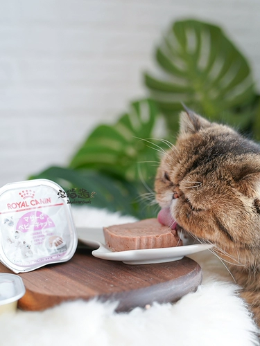 Дом кошачий соус импортирован королевский молочный пирог 1 апрель котенок китча для беременности для беременности кошачья кошачь