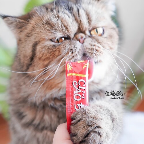 宅猫酱 伊纳宝猫条CIAO啾噜妙好成幼猫烧系列奶昔湿粮条猫零食 - 图2