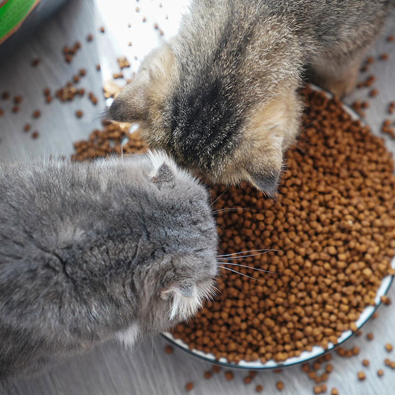 宅猫酱福摩猫粮猎鸟无谷三文鱼鸭肉蔬菜全猫粮绿福摩成幼猫猫主粮 - 图1