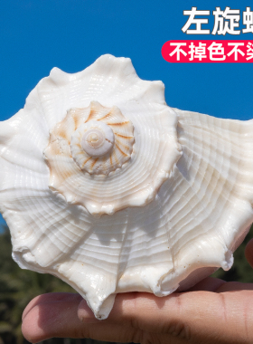 天然左旋螺大海螺贝壳鱼缸装饰品