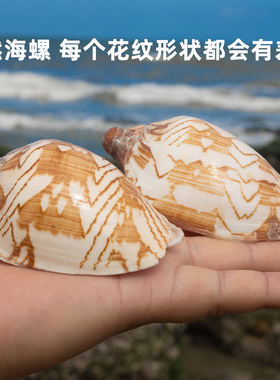 天然大海螺贝壳风景螺