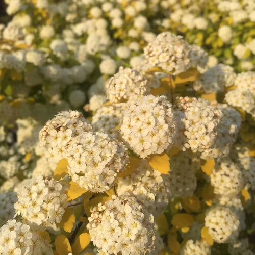 黄金喷泉绣线菊 楼顶露台庭院花园盆栽观叶观花植物室外花苗 - 图2