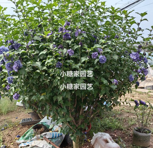精品中国雪纺蓝莓冰沙紫玉大花木槿重瓣多年耐寒耐热四季盆栽花卉 - 图1
