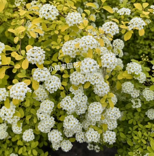 黄金喷泉绣线菊 楼顶露台庭院花园盆栽观叶观花植物室外花苗 - 图1