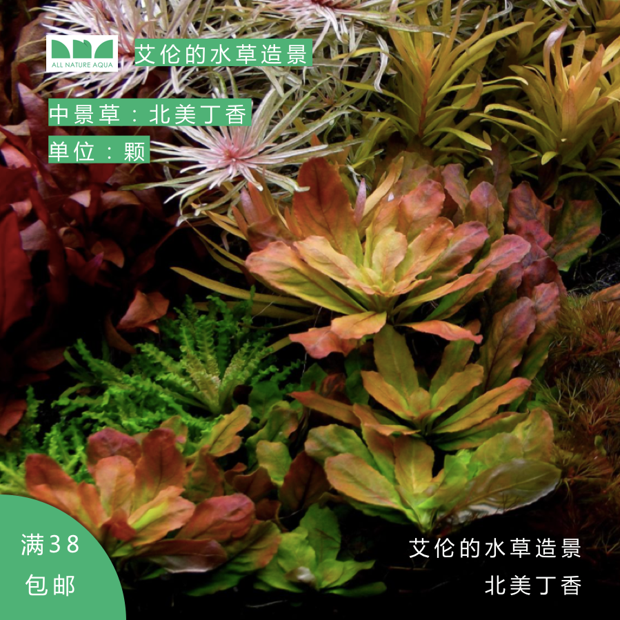 艾伦的水草造景北美丁香自养水下叶红色系有茎中景水草淡水红草 艾伦的水草造景 淘优券