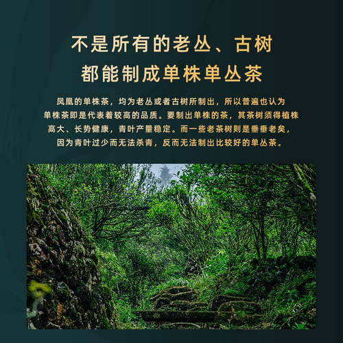 【狮头黄枝香】黄枝香入口黄栀花香气明显滑口润喉饱满高货礼盒装 - 图0