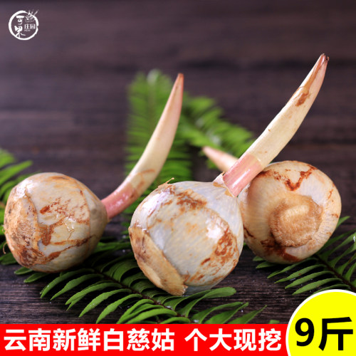 云南新鲜白慈姑茨菰茨菇白马蹄鲜慈姑9斤粉糯荸荠新鲜蔬菜包邮 - 图1