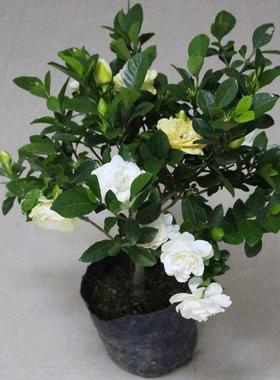 栀子花树苗庭院室外特大浓香型栀子盆栽绿植物花卉多季节开花不断