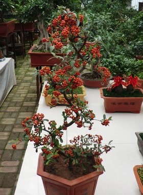 花卉绿植盆栽带果树桩包邮