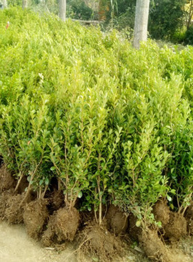 小叶黄杨苗金边黄杨苗北海道黄杨苗瓜子黄杨苗雀舌黄杨苗篱笆苗
