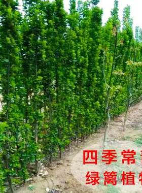 围墙植物法国庭院冬青