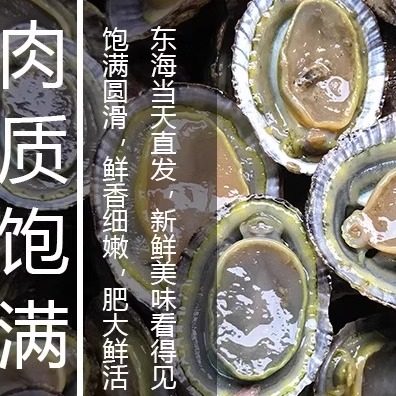 福建霞浦滩涂食用鲜活水产鲍海鲜帽斗笠螺石崖小鲍鱼网红厚盏 - 图0