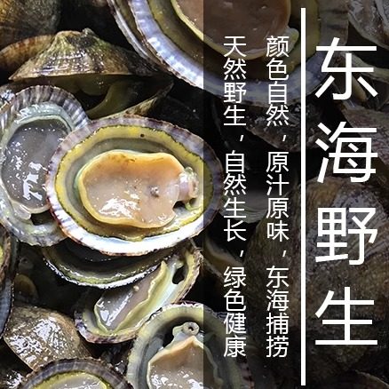福建霞浦滩涂食用鲜活水产鲍海鲜帽斗笠螺石崖小鲍鱼网红厚盏 - 图3